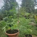 Girl Scout Cookies