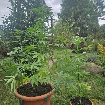 Girl Scout Cookies