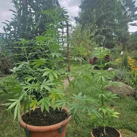 Girl Scout Cookies