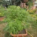 Cali Bag Seed 