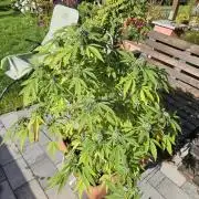 Cali Bag Seed 