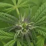 Cali Bag Seed 