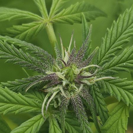 Cali Bag Seed 