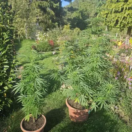 Girl Scout Cookies