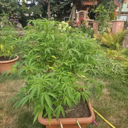 Cali Bag Seed 