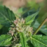 Lemon Cherry Runtz🍒