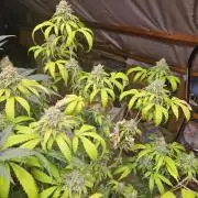 Clone Lemon Mandarin