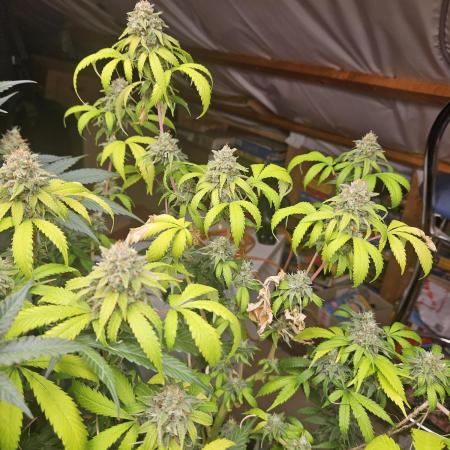 Clone Lemon Mandarin