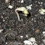 Lemon Mandarin 🍋🍊