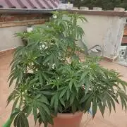 Garlic Mint