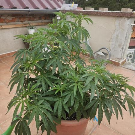 Garlic Mint
