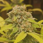 Lemon Mandarin 🍋🍊