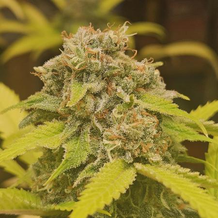 Lemon Mandarin 🍋🍊