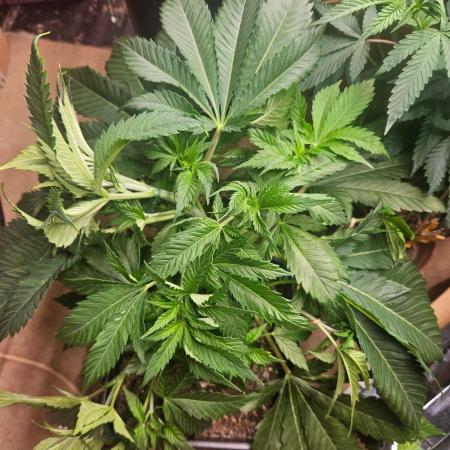LA Kush Cake 🎂