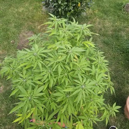 Cali Bag Seed 