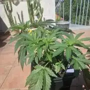 Garlic Mint