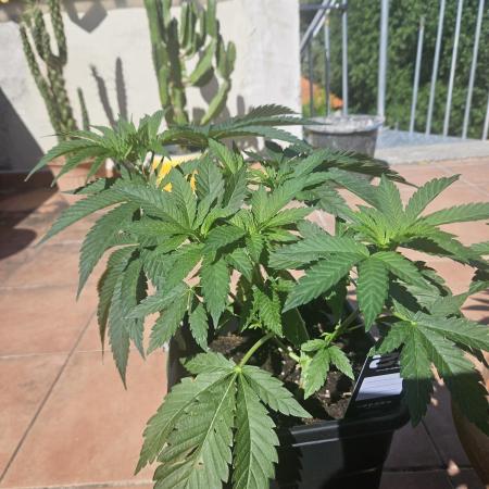 Garlic Mint