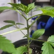 Lemon Mandarin 🍋🍊