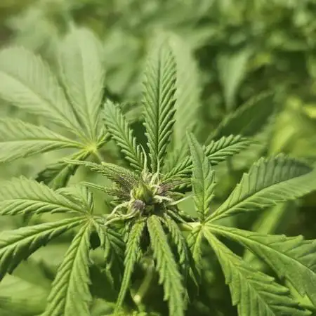 Cali Bag Seed 
