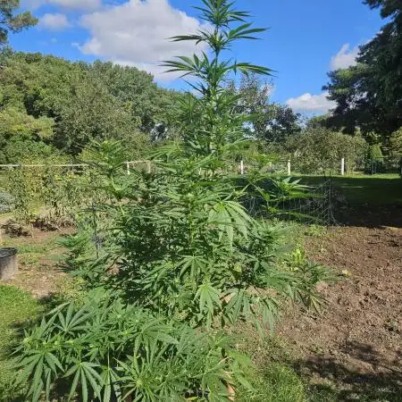 Girl Scout Cookies