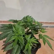 Gorilla Melon🍉😋