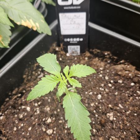 Garlic Mint