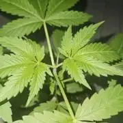 Lemon Mandarin 🍋🍊