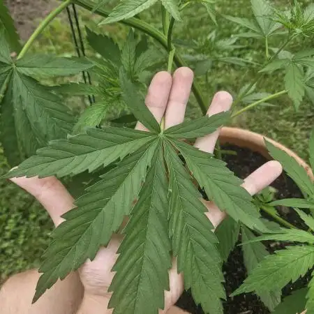 Girl Scout Cookies