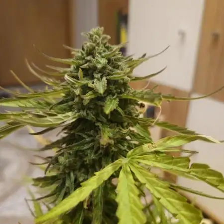 Titan F1 RQS