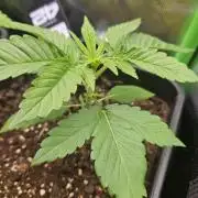 Gorilla Melon🍉😋