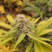 Lemon Mandarin 🍋🍊