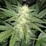 Blue Dreamatic & GSC Automatic