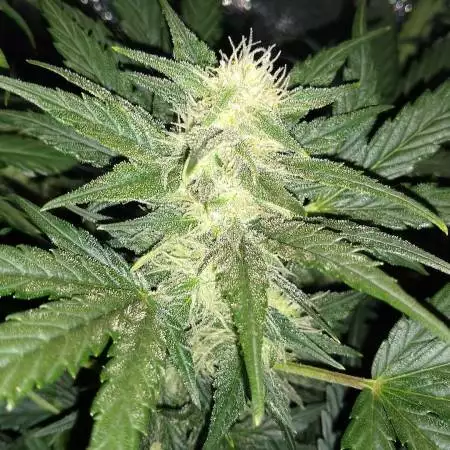 Blue Dreamatic & GSC Automatic