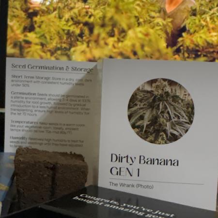I'm back xxx Dirty Banana G1