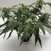 My first Hey Abby Hydroponic grow: Double Grape [Mephisto Genetics] 