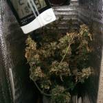 1st grow Auto Gagarin from axxseeds (RU)