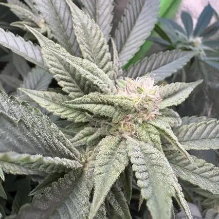 B-45 | Polar gelato| blue sushi