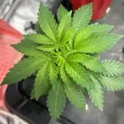 Pineapple Chunk 🍍 whorled phyllotaxy