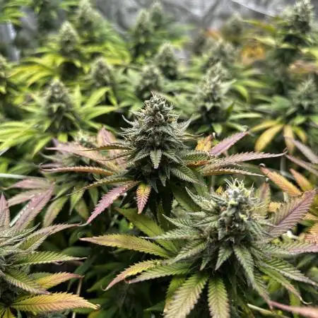 [PT] Garlic Cokies - Barney Farms