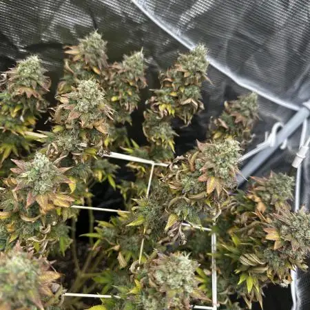 [PT] Garlic Cokies - Barney Farms