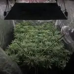 [PT] Diario Garlic Cokies - Barney Farms