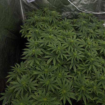 [PT] Diario Garlic Cokies - Barney Farms