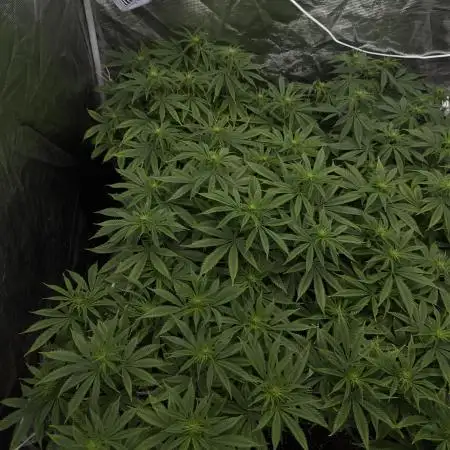 [PT] Diario Garlic Cokies - Barney Farms