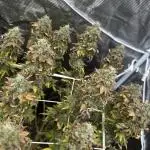 [PT] Garlic Cokies - Barney Farms