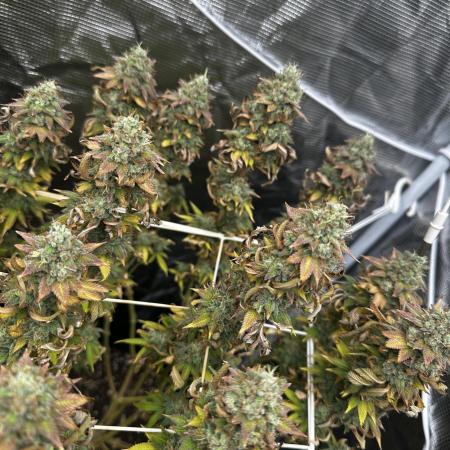 [PT] Garlic Cokies - Barney Farms