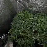 [PT] Diario Garlic Cokies - Barney Farms