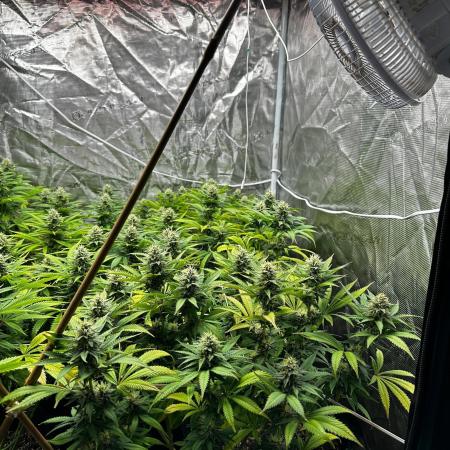 [PT] Diario Garlic Cokies - Barney Farms