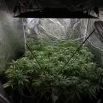 [PT] Diario Garlic Cokies - Barney Farms