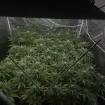 [PT] Diario Garlic Cokies - Barney Farms