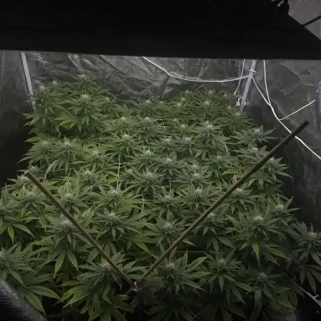 [PT] Diario Garlic Cokies - Barney Farms